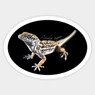 Brown anole with scientific name Sticker